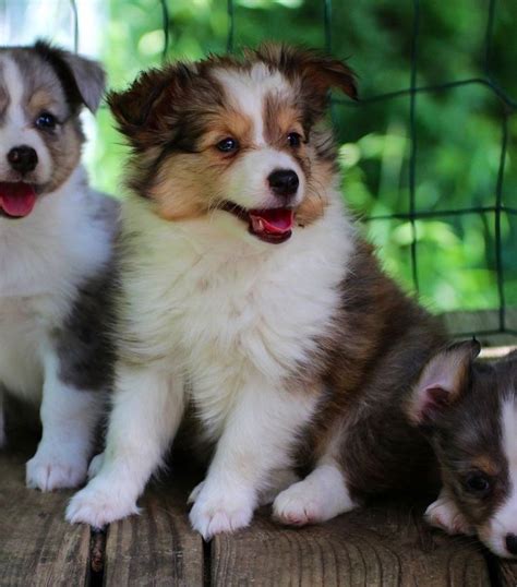 miniature shetland sheepdog puppies for sale