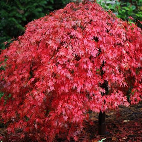 miniature weeping japanese red maple tree