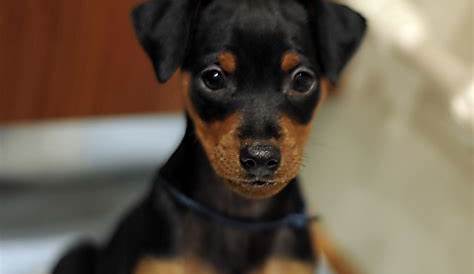 Minicher Pinscher Dog Adorableminiaturepinscherpuppiesdogbreedwallpaper