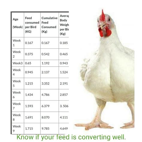 minimum number of hens per rooster