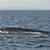 minke whale seattle