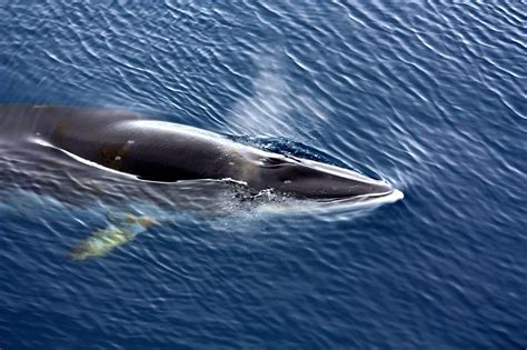 minke whale as food