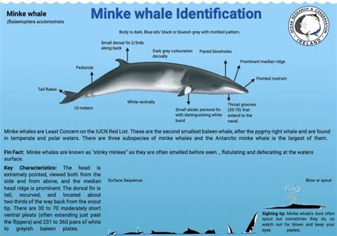 minke whale diet