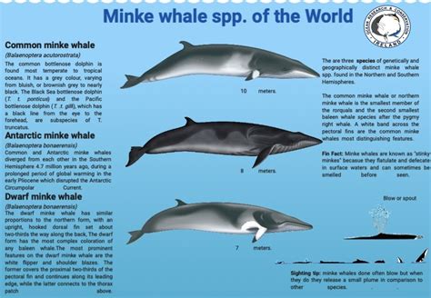 minke whale population
