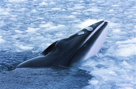 minke whales in alaska