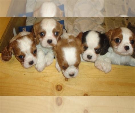 minnesota cavalier king charles breeders