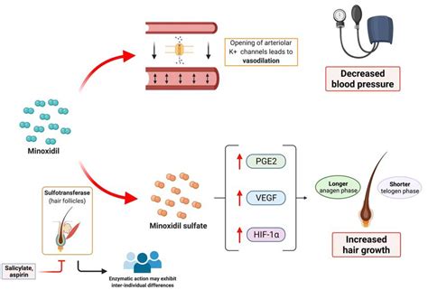 Minoxidil diffusion and systemic effects