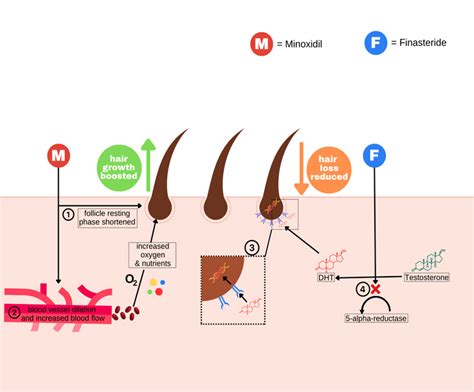 Minoxidil Function