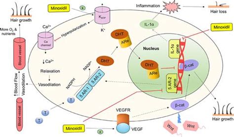 Minoxidil vasodilation