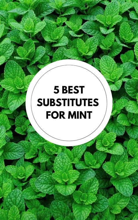 Mint Alternative Uses