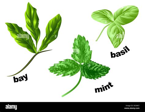 Mint Bay Leaf And Basil Are Called