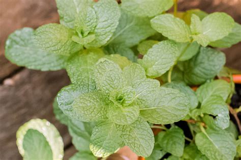 Mint Growing Conditions