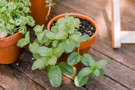 Mint Herb Care Sun