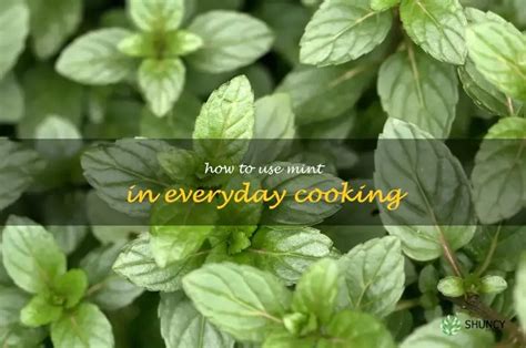 Mint In Cooking