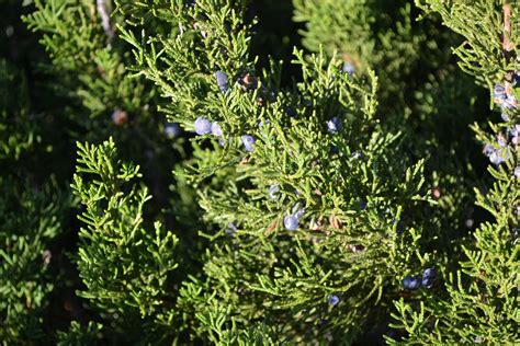 Mint Julep Juniper Berries