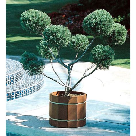 Mint Juniper Plant