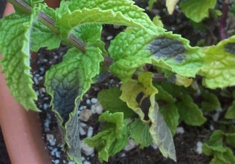 Mint Leaf Turning Black