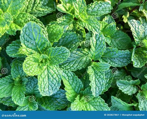 Mint Leaves Effect On Sperm