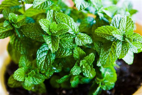 Mint Plant Upkeep