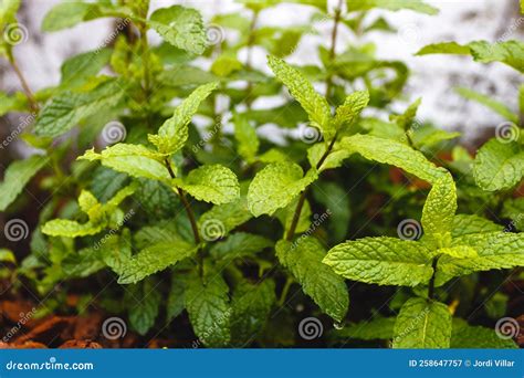 Mint Plant Usage
