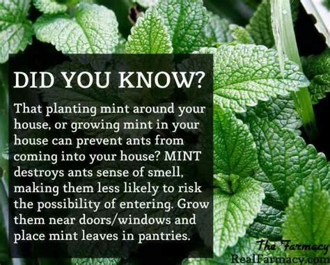 Mint Plants Keep Ants Away