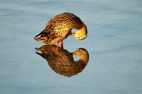 Mirror Reflection In Water