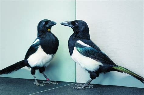 Mirror Test Magpie