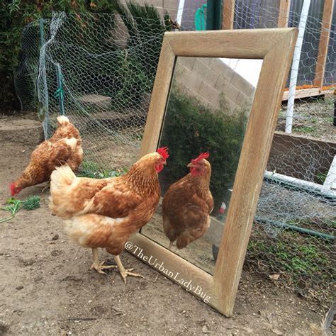 Mirrors And Chickens