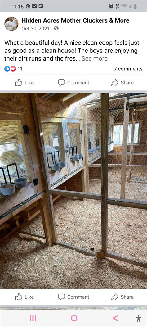 Mirrors For Chicken Coops