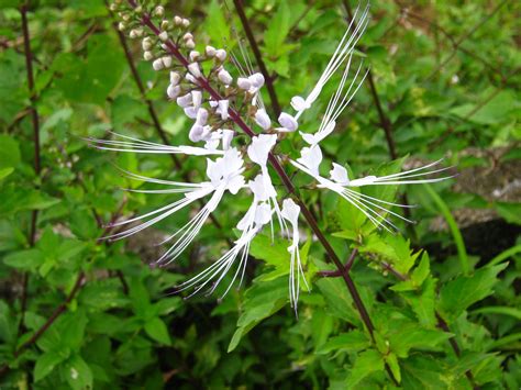 Misai Kucing In English Lamiaceae) or locally known as misai kucing