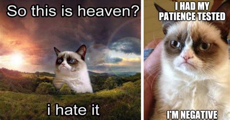 Miserable Cat Meme