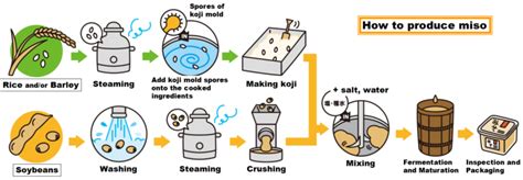 miso fermentation process