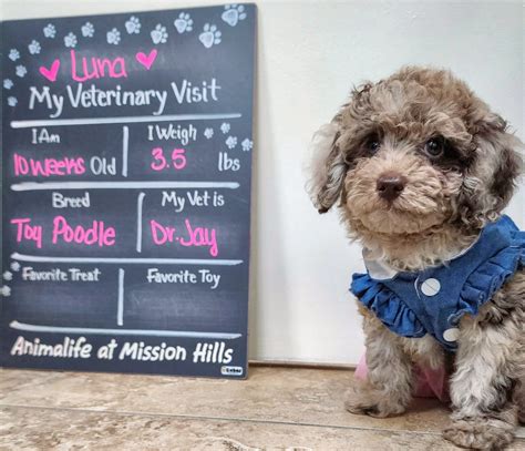 mission hills veterinary clinic