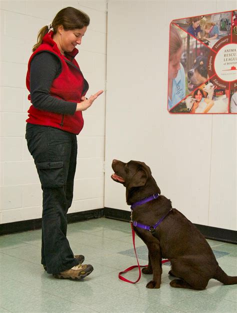 mission possible dog training