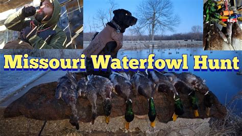 Missouri Duck Quick Draw