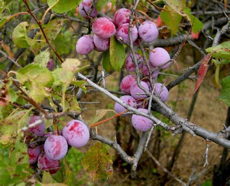 missouri fruit trees