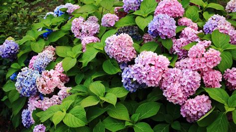 PLANTING HYDRANGEAS IN POTS AND URNS StoneGable