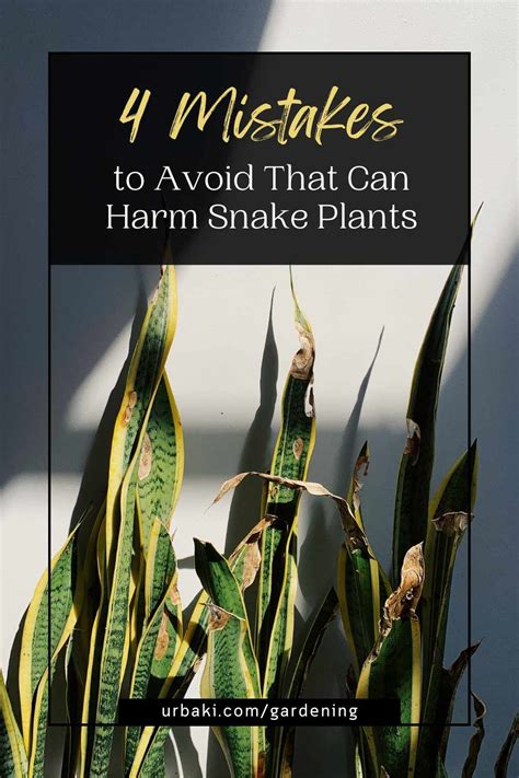 My Snake plant is dying Causes and their permanent Solutions