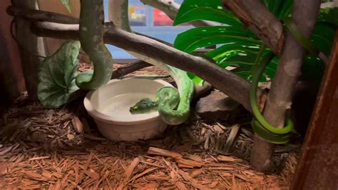 Misting System Green Tree Python