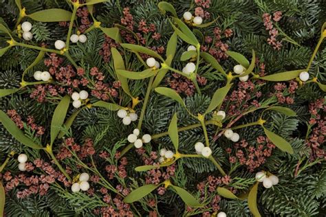 mistletoe and spruce tree