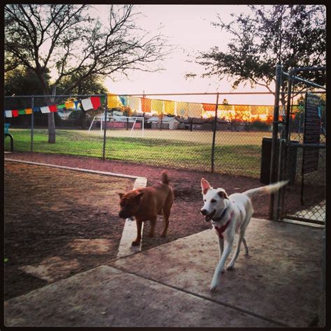 mitchell park dog exercise areas