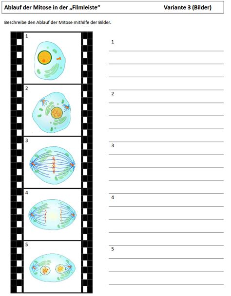 Mitose e Meiose Mitosis, Meiosis, Mitosis meiosis