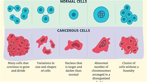 Mitosis and Cancer