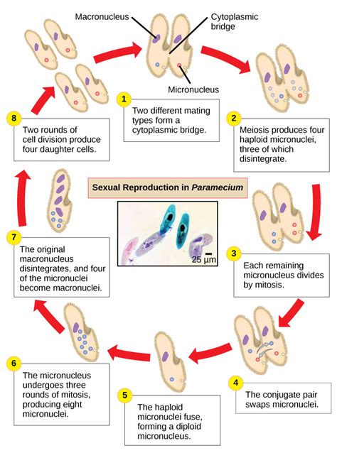 mitosis paramecium