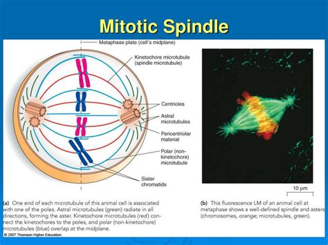 Mitotic Spindle In Mitosis Function
