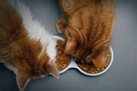 Mix Feeding Cat