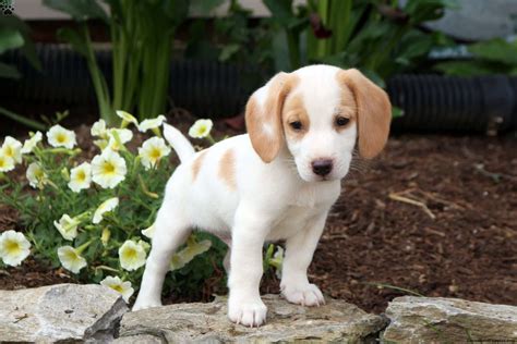 mixed beagle puppies for sale