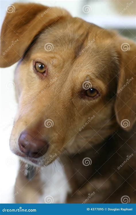 Mixed Breed Brown Dog