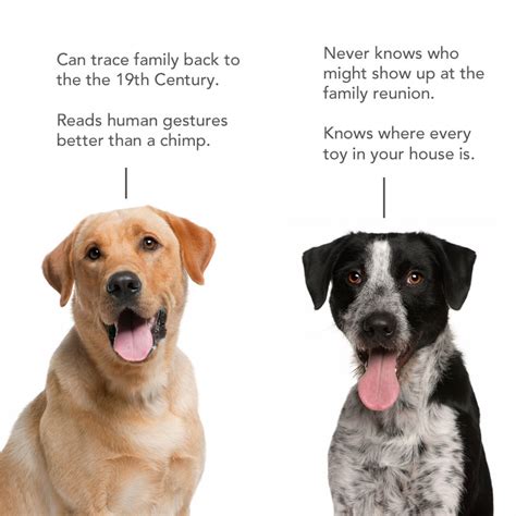 Mixed Breed Dog Vs Mutt