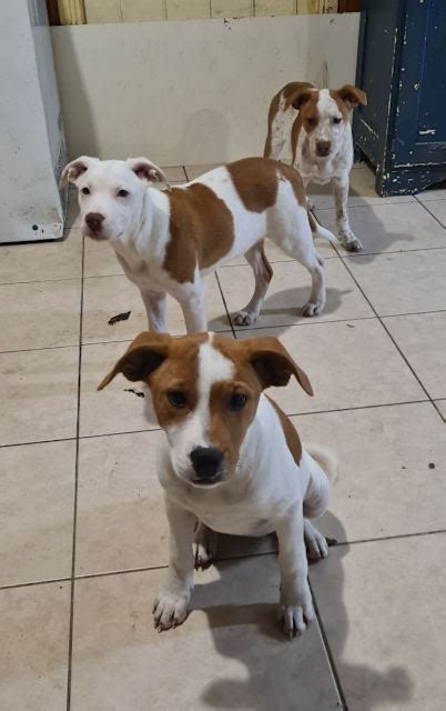 Mixed Breed Dogs Gumtree